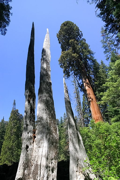 07-03 - 02.JPG - Sequoia National Park, CA